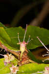 Swamp loosestrife